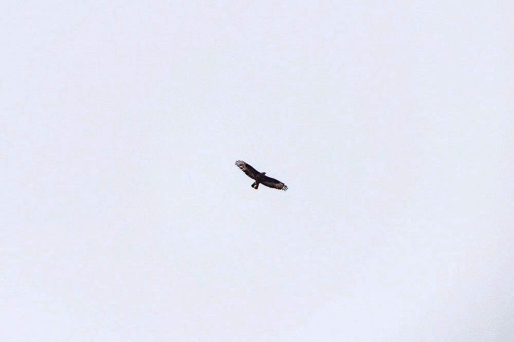 Golden Eagle – Scotland – Photo